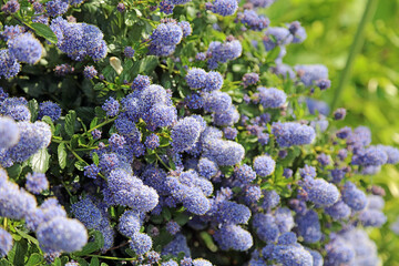 Macro image of Californian Lilac blooms, Lincolnshire England
