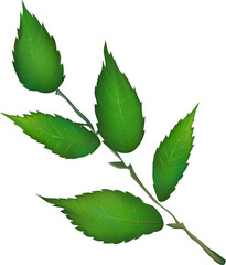 Green Leafy Branch Graphic