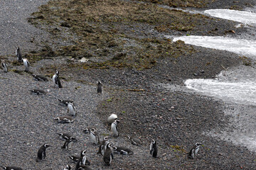Obraz premium A group of penguins on a beach inside a reserve in Patagonia
