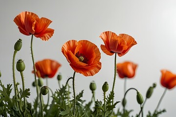 Vibrant poppy flowers blossom in a seamless floral pattern, a beautiful vector illustration of summer garden art