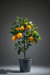 Lemon tree in a pot