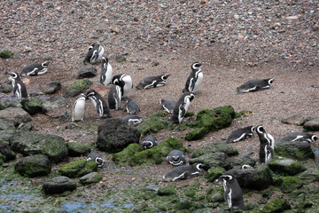 Obraz premium A group of penguins near moss-covered rocks photographed from above