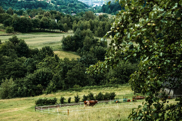 Cows grazing in a fenced pasture on a green hillside with scattered houses and fruit trees in view. Escaping the city, urban-to-rural migration, quality of life, sustainable land use..
