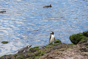 A penguin standing on rocks at the seashore, two penguins lying down and others swimming - color contrast