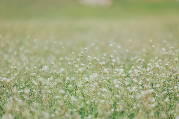 Dancing wildflowers in a tranquil meadow under soft sunlight during a peaceful spring afternoon