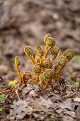 Young fern shoots in a spring forest. Plant stems in the sun