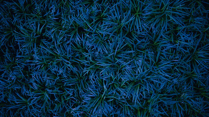 Mondo Grass Fountainplant, Ophiopogon japonicas for garden.