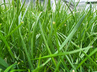 Green grass background.