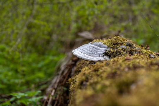 A powerful tinder mushroom grows from an old tree. The rays of the sun illuminate the forest picture.