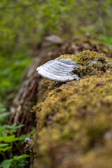 A powerful tinder mushroom grows from an old tree. The rays of the sun illuminate the forest picture.