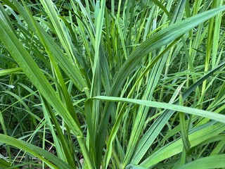 Green grass background.
