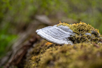 A powerful tinder mushroom grows from an old tree. The rays of the sun illuminate the forest picture.