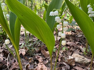 Obraz premium beautiful lilies of the valley