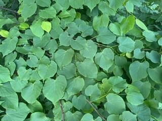 Spring linden leaf. Green linden leaves