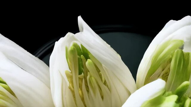 Close-up arrangement of fresh endive heads, showing their pale leaves with a hint of green on a black background.