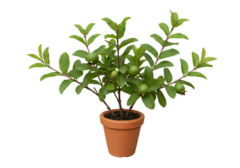 Guava Plant in Pot: Growing Guide