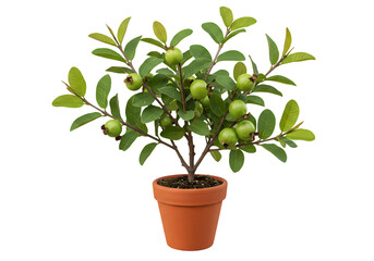 Mini Guava Tree: Potted Plant, Fruiting