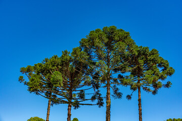 árvore araucária em Curitiba