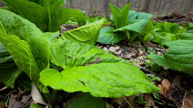 Video of Skunk Cabbage with vibrant green leaves on wet forest floor after rain showing spring growth and lush woodland habitat.