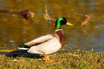 Vogel, Ente kommt aus dem Wasser, Teich, Natur, Frühling