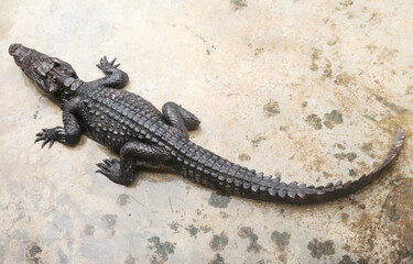 Black freshwater crocodile. Pet, farm, dangerous animal.