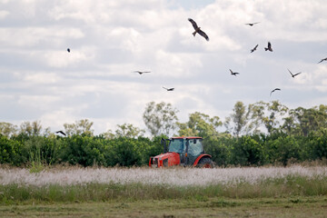 Tractor in field, Black Kites birds flying overhead, farming farmer ploughing paddock, Queensland Australia