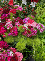 A vibrant close-up of a mixed variety of Sweet William flowers in full bloom