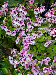 Close-up of beautiful pink and purple geranium flowers in full bloom