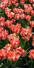 Field of red and white tulips in full bloom