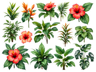 Tropical plants collection. Hibiscus, ginger, and other lush foliage.
