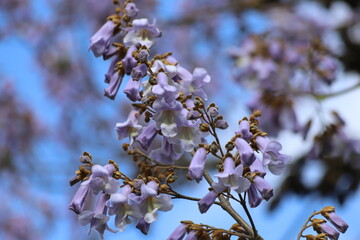Paulownia tomentosa flowers. Light purple, bell shaped flowers.