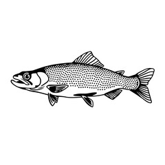 Realistic Fish Line Sketch