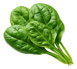 Fototapeta premium Fresh green spinach leaves with vibrant color and detailed texture on transparent background.
