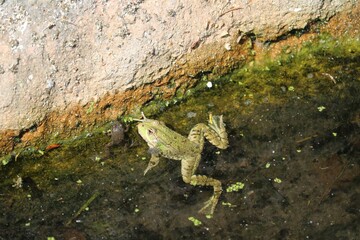 Grenouille