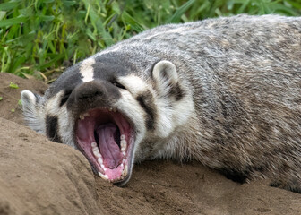 The American badger (Taxidea taxus) is a North American badger. 