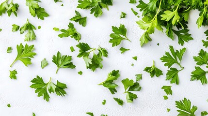 Scattered fresh parsley leaves on a white textured background surface