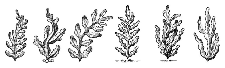 seaweed set hand drawn vector illustration in outline style