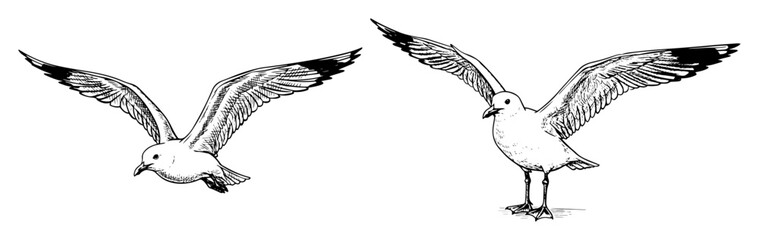 Obraz premium seagulls flying hand drawn vector sketch in outline style