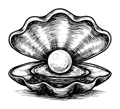 pearl in oyster shell hand drawn vector sketch