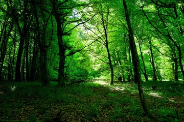 morning in the forest