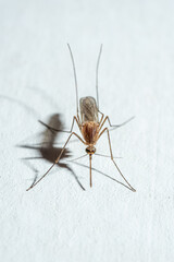 Close-up of a mosquito pest, with a grayish-brown, brownish-tan, or black body. Mosquitoes are vectors for various viruses.