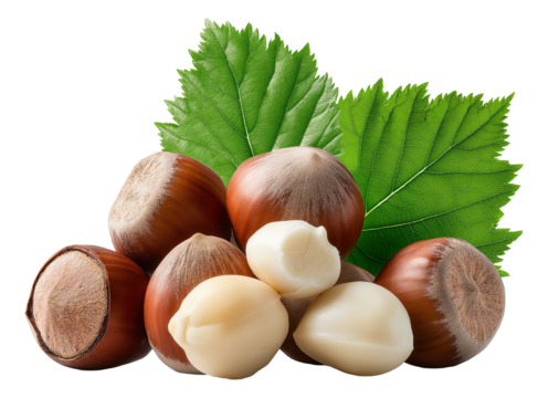 Whole and shelled hazelnuts with vibrant green leaves on transparent background.