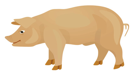 White pig isolated. vector illustration