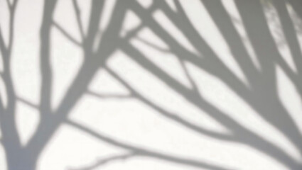 Tree shadows dance on a white wall