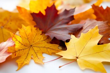 Fototapeta premium Vibrant autumn leaves on a white surface