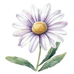Delicate, lavender-tinged daisy with soft, watercolor-like style.  A single flower with detailed petals, light green leaves, and a yellow center