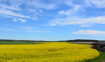 Feld, Raps, Blüte, Natur, Horizont, Himmel, Landschaft, Frühling