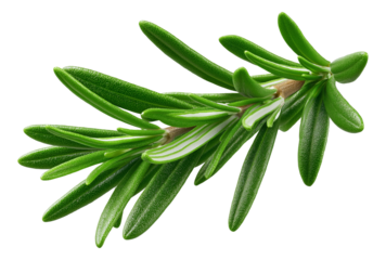 Fresh green rosemary sprig with detailed leaves on transparent background.