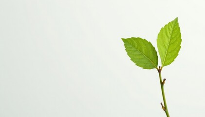 Fototapeta premium Single, delicate sapling against pure white backdrop, green, design