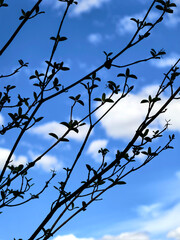 Blue sky with white clouds and branches of trees. Nature background.